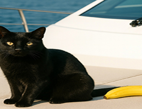 From Cats to Bananas: The Curious Superstitions of Yachting